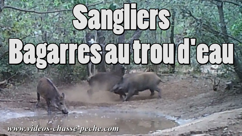 Bagarres de sanglier